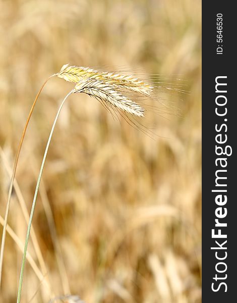 Closeup of a golden wheat field