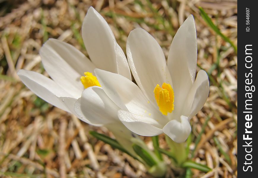 Couple of white crocus flowers in the forest at spring. Couple of white crocus flowers in the forest at spring