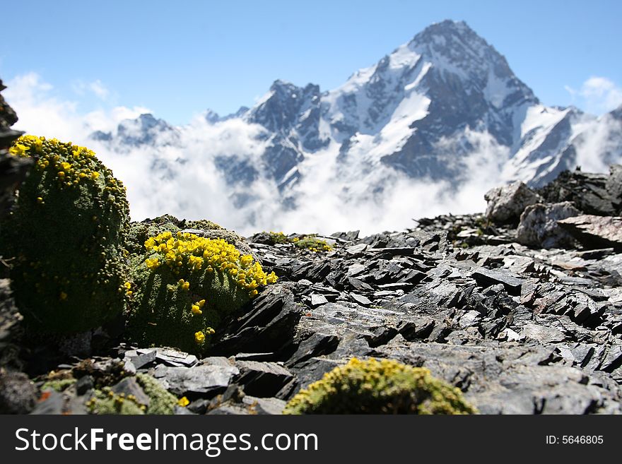 Flowers are in mountains, Caucasus mountain, snow top, bezengi