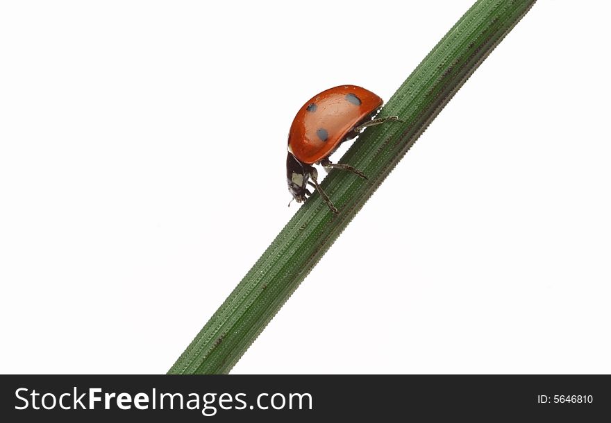 Ladybug Walking On A Leaf