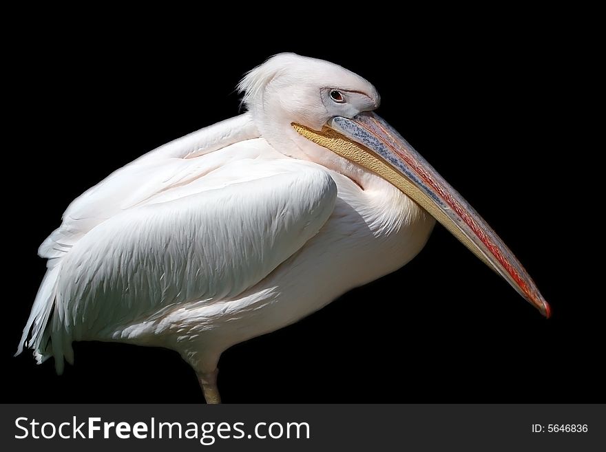 Pelican standing onto one foot