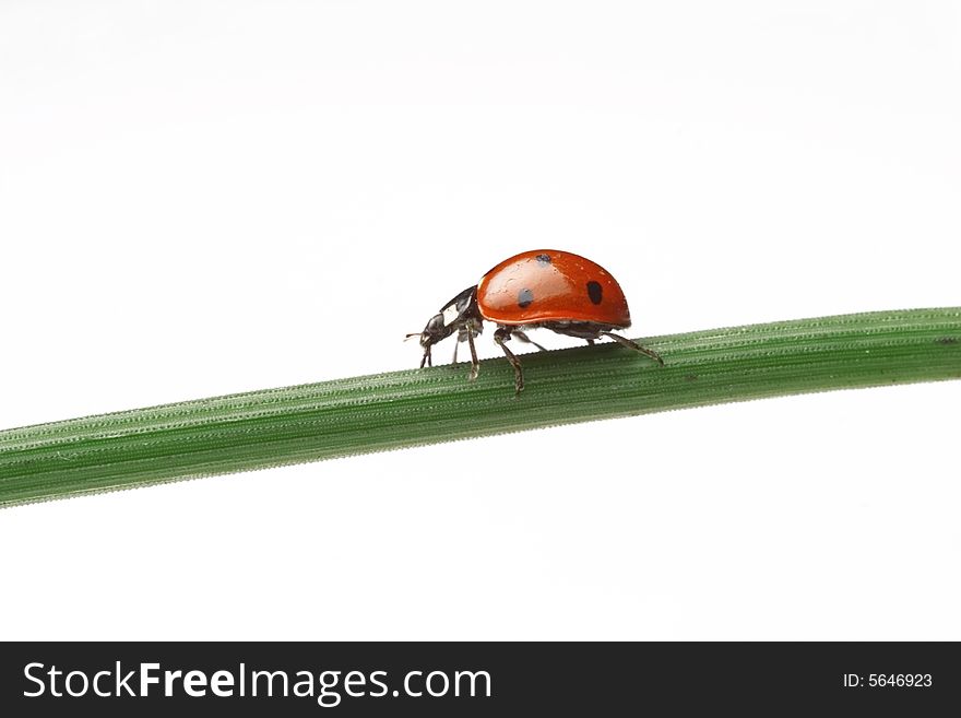 Bronzeladybug walking on a leaf - white background