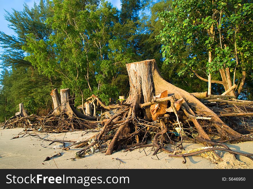 Uprooted tree stumps left on the beach. Uprooted tree stumps left on the beach