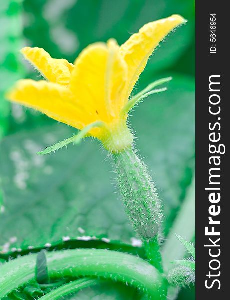 Cucumber with the flower