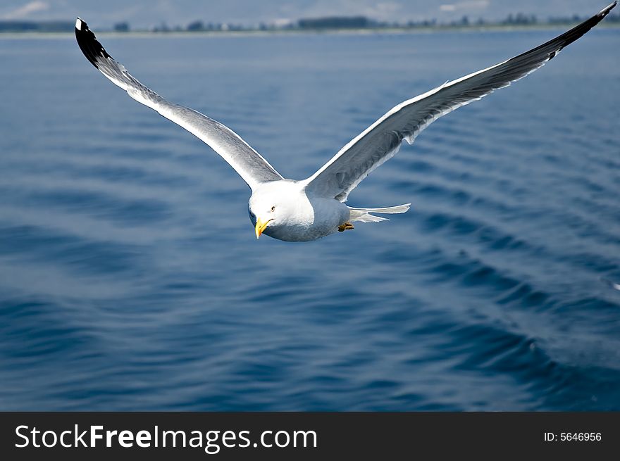 Photo of seagull in flight