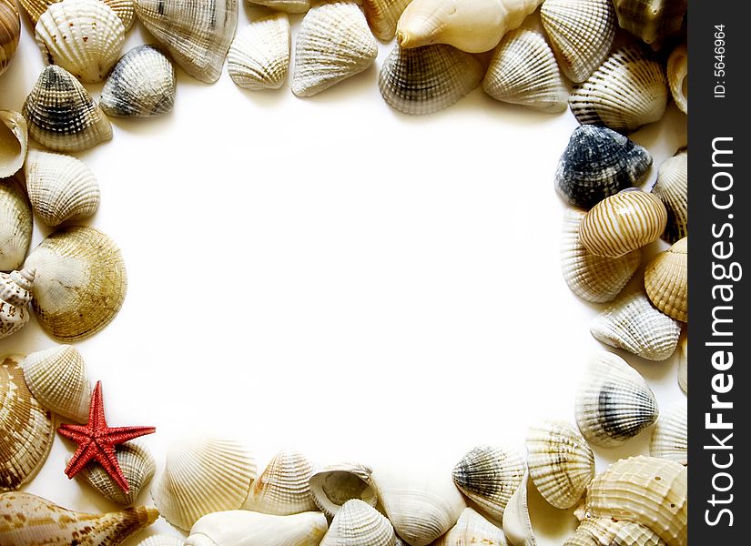 Seashell frame on white with a lot of copy space