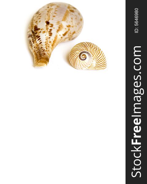Seashell on white with a lot of copy space