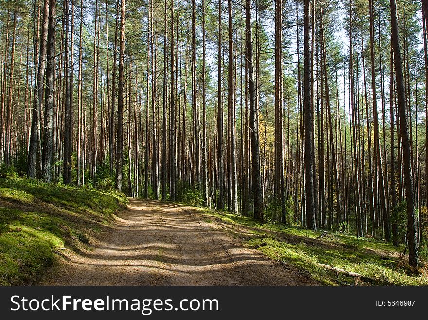 Shaded road in the summer boreal forest. Shaded road in the summer boreal forest