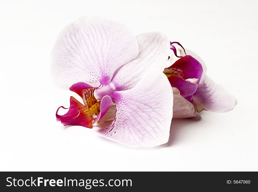 Spa scenery - orchid isolated on white background