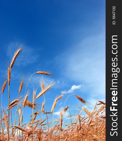 Photo of grain caught in sunny weather