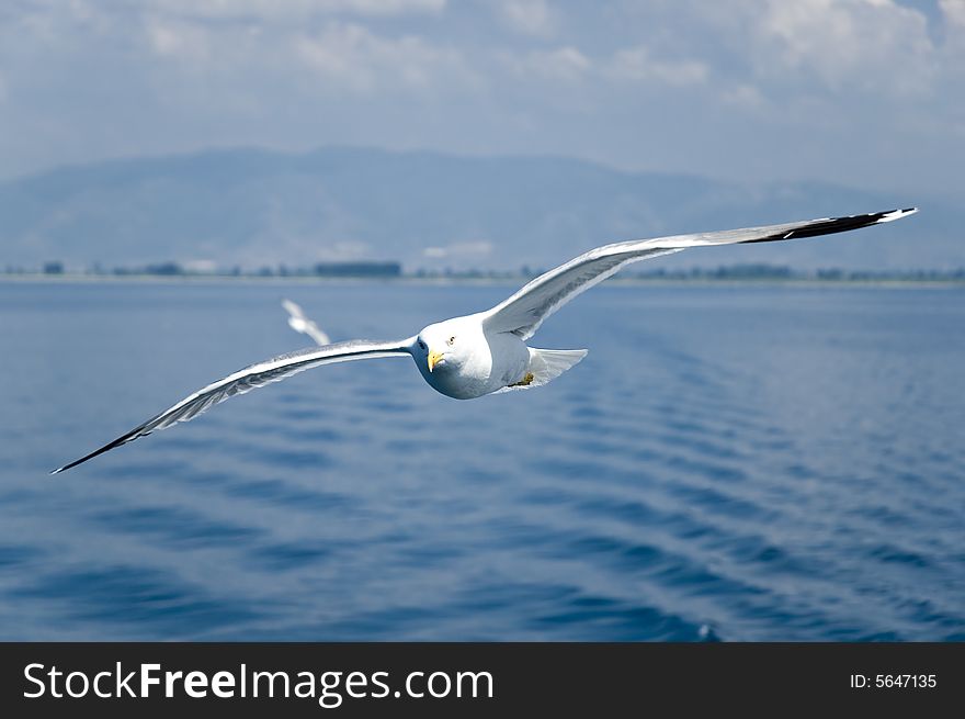 Photo of seagull in flight