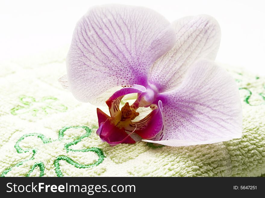 Spa scenery with orchid flower - isolated on green towel