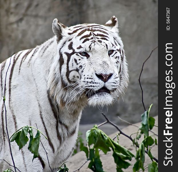 Portrait of white tiger. Rare animal. Portrait of white tiger. Rare animal