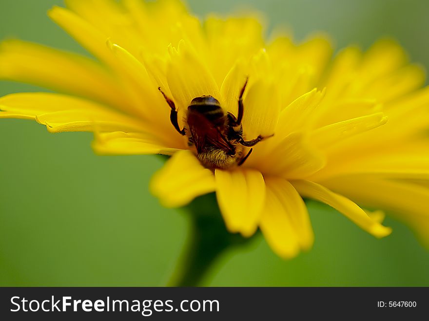 A bumble bee hanging upside down between yellow flower petals. A bumble bee hanging upside down between yellow flower petals