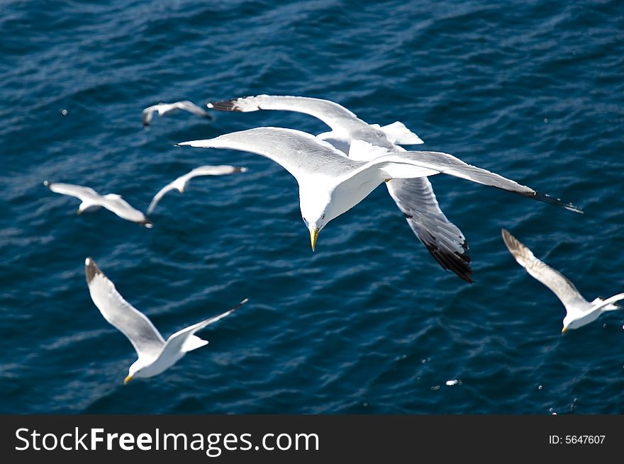 Photo of seagull in flight