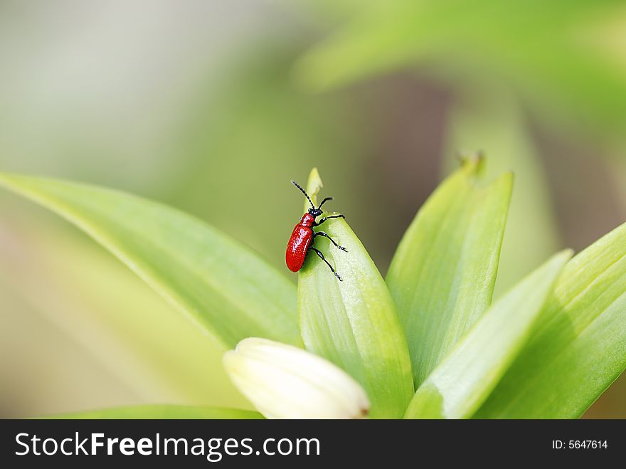 A bright red dogbane beetle eating a leaft