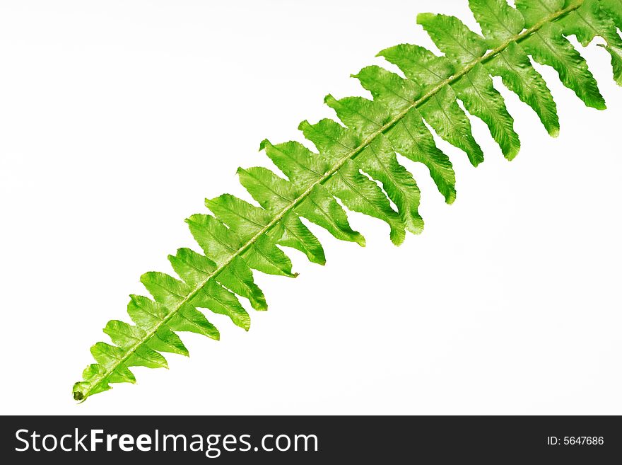 Green fern leaf isolated on white