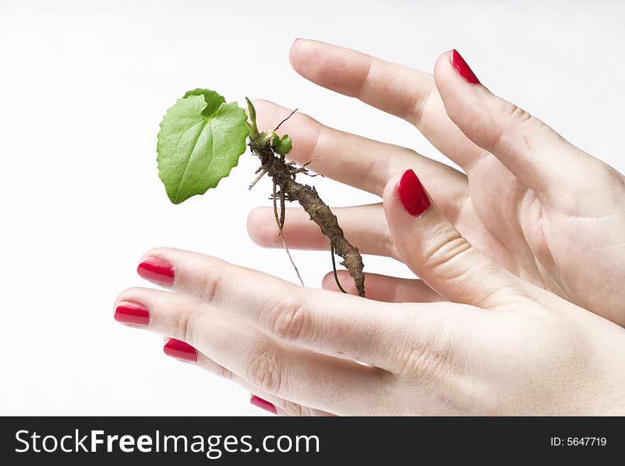 New life in hands - small tree in hands