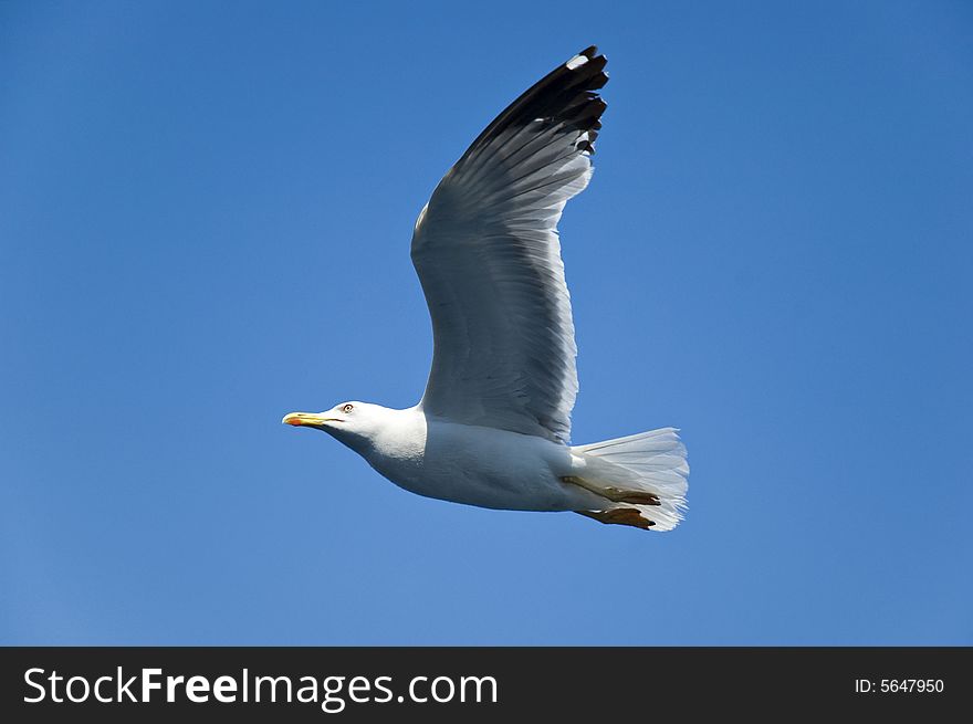 Photo of seagull in flight