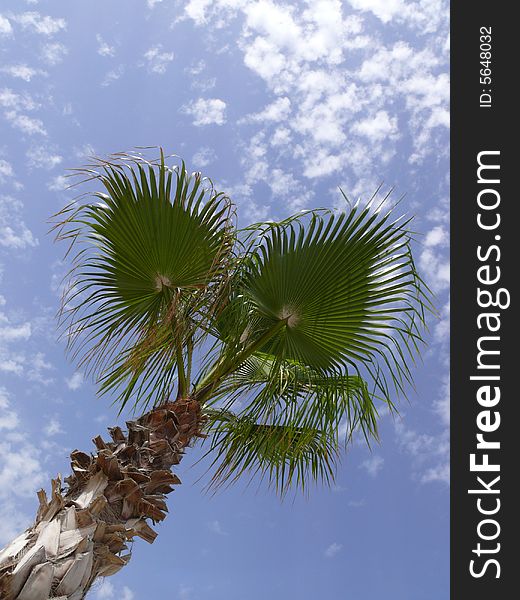 Palm tree