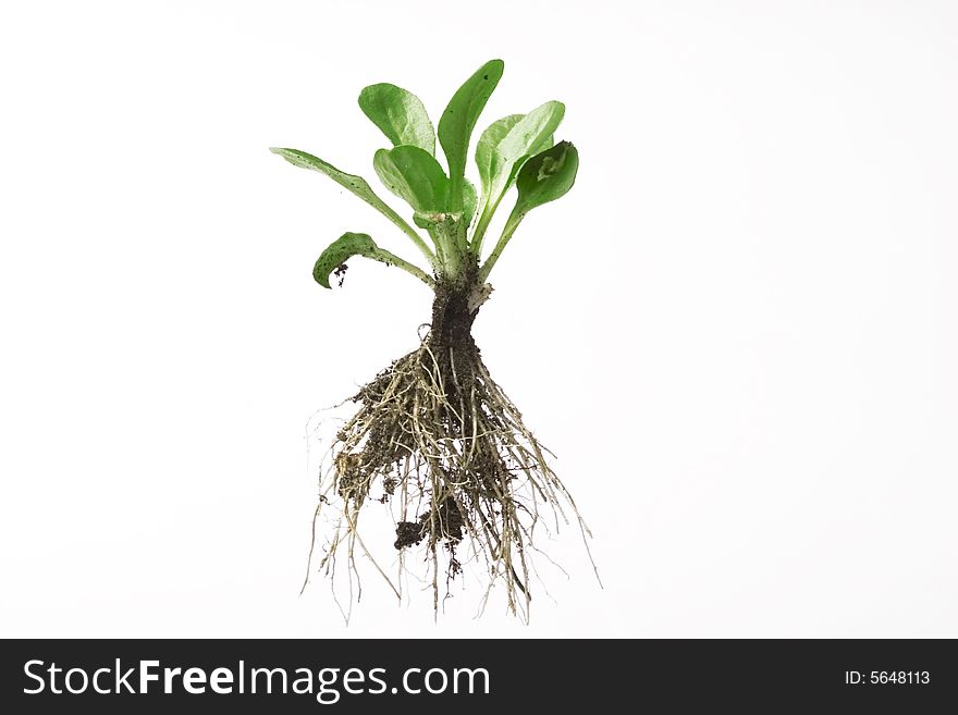 New life - spring plant isolated on white