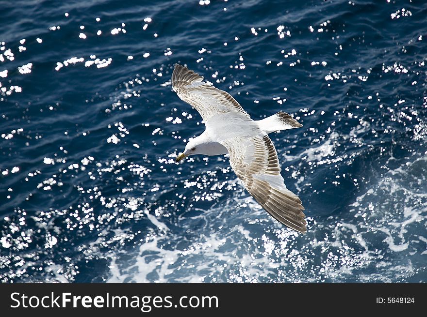 Photo of seagull in flight