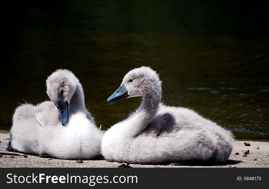A shot of two baby swans sitting by the river