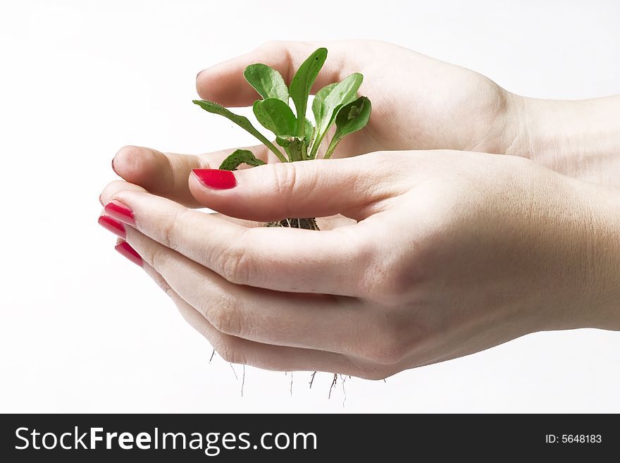 New life concept - small tree on hands. New life concept - small tree on hands