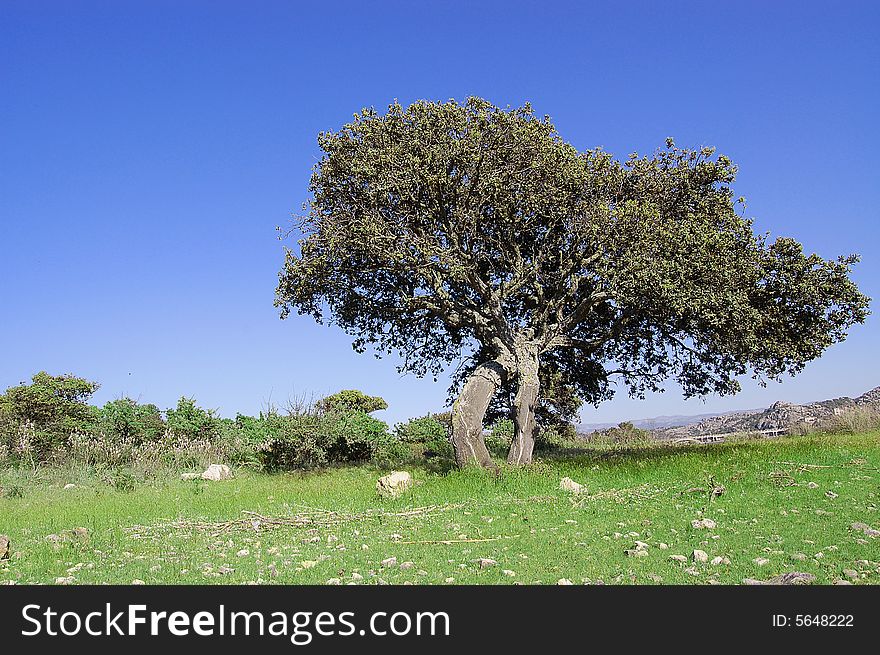 View of a tree in Sardinia. This plant is most important in Sardinia. View of a tree in Sardinia. This plant is most important in Sardinia.