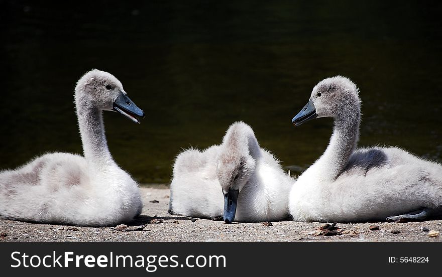 A shot of three baby swans sitting by the river. A shot of three baby swans sitting by the river