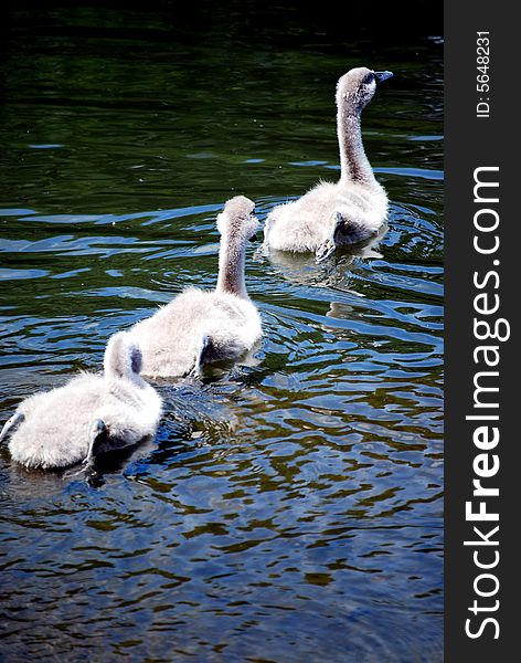 A shot of three baby swans swimming. A shot of three baby swans swimming