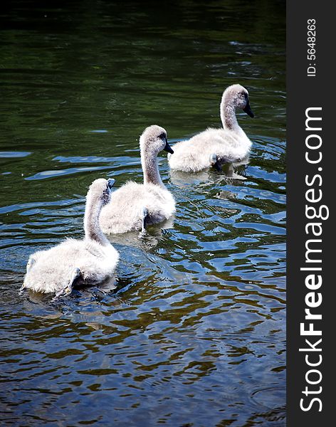 Three Signets Swimming