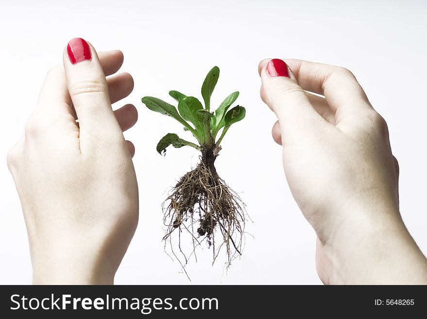New life between hands - small plant in hands; white background