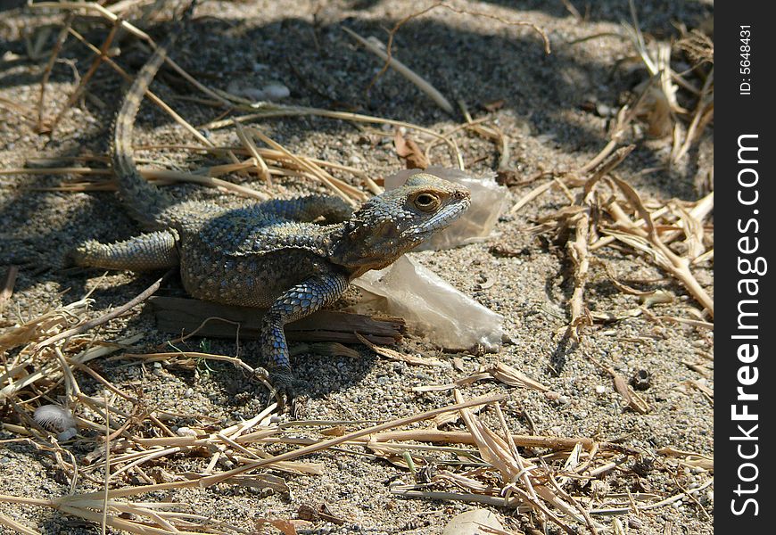 Little agama lizard in Alanya in Turkey