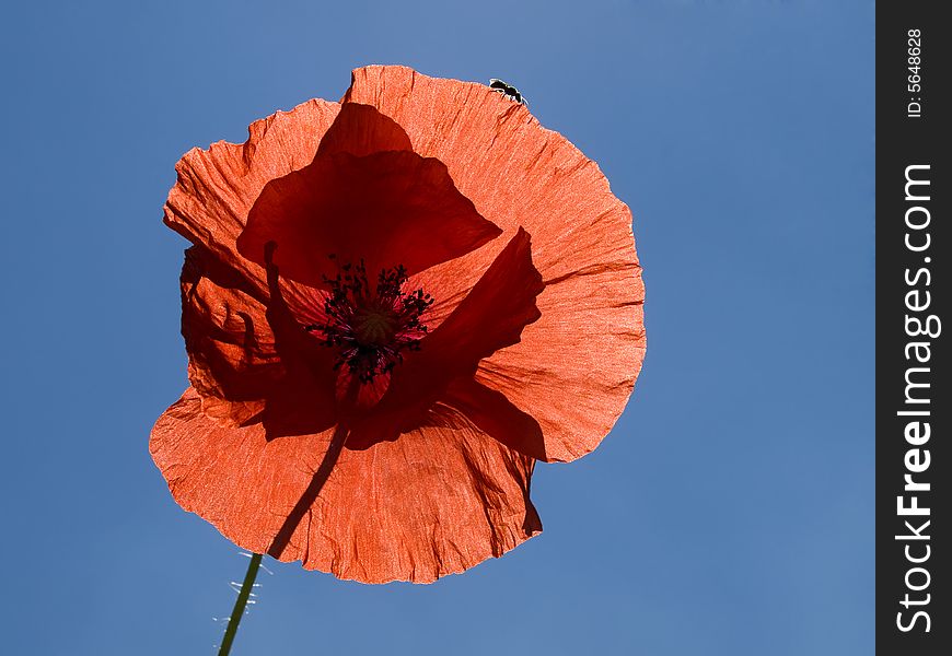 Translucent red poppy blossom in front of blue sky with a fly on the outside rim