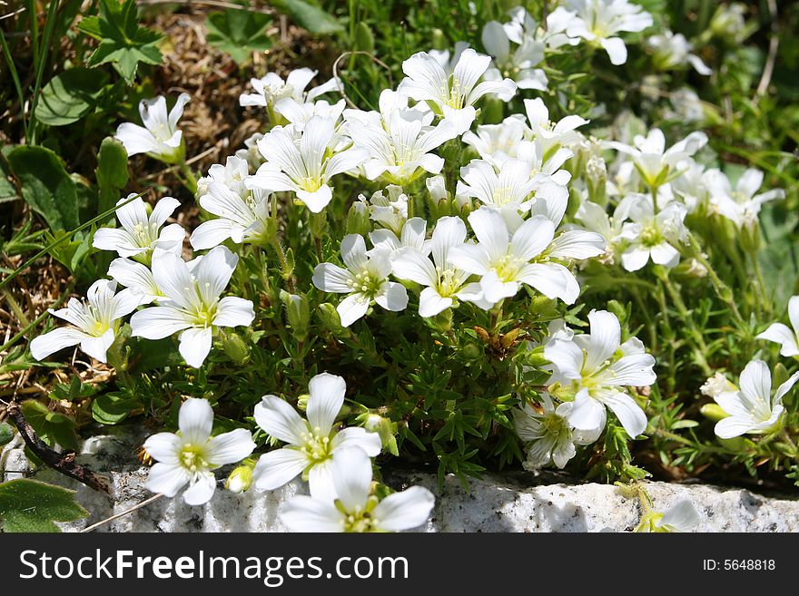 Flowers