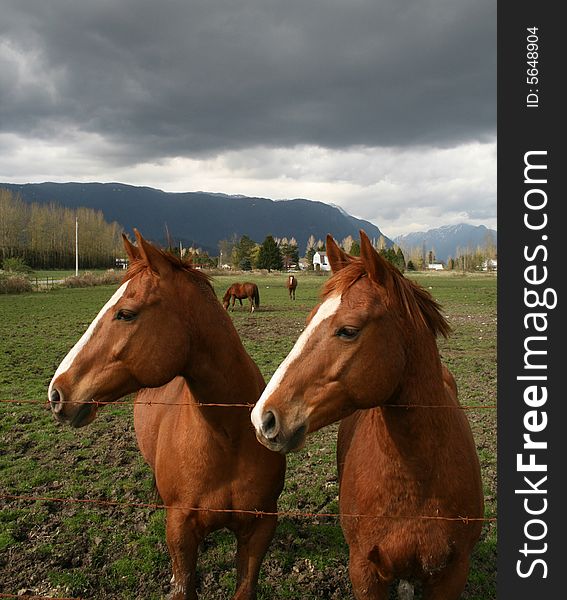 Two beautiful twin horses looking down the road. Two beautiful twin horses looking down the road..............