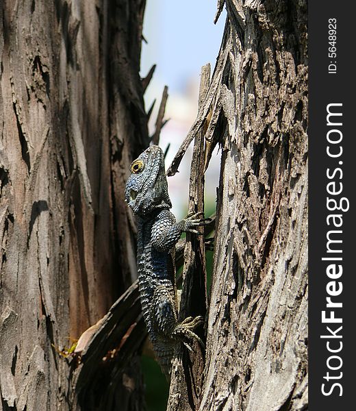 Little agama lizard in Alanya in Turkey