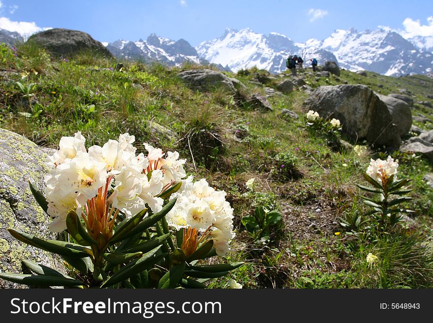 Flowers