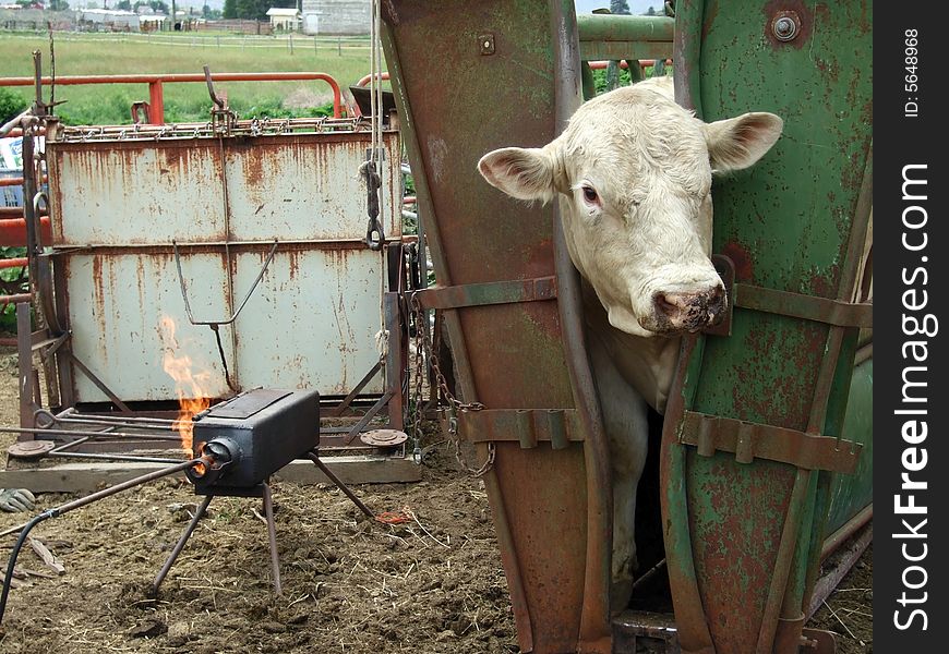 A Charolais bull with cattle livestock brands getting heated in the fire. A propane tank is used to heat the fire along with pieces of wood. A metal squeeze chute holds the bull still for branding. A Charolais bull with cattle livestock brands getting heated in the fire. A propane tank is used to heat the fire along with pieces of wood. A metal squeeze chute holds the bull still for branding.