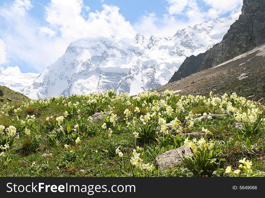 Flowers are in mountains, Caucasus mountain, snow top, bezengi