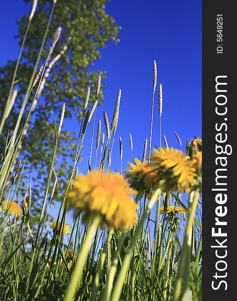 A field in the summer with trees, grass and flowers against a blue sky. . A field in the summer with trees, grass and flowers against a blue sky.