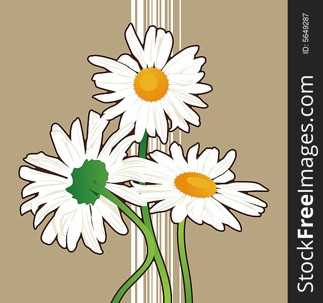 Vector chamomile flowers isolated on the background