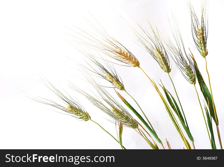 Wheat stems over white background. Wheat stems over white background