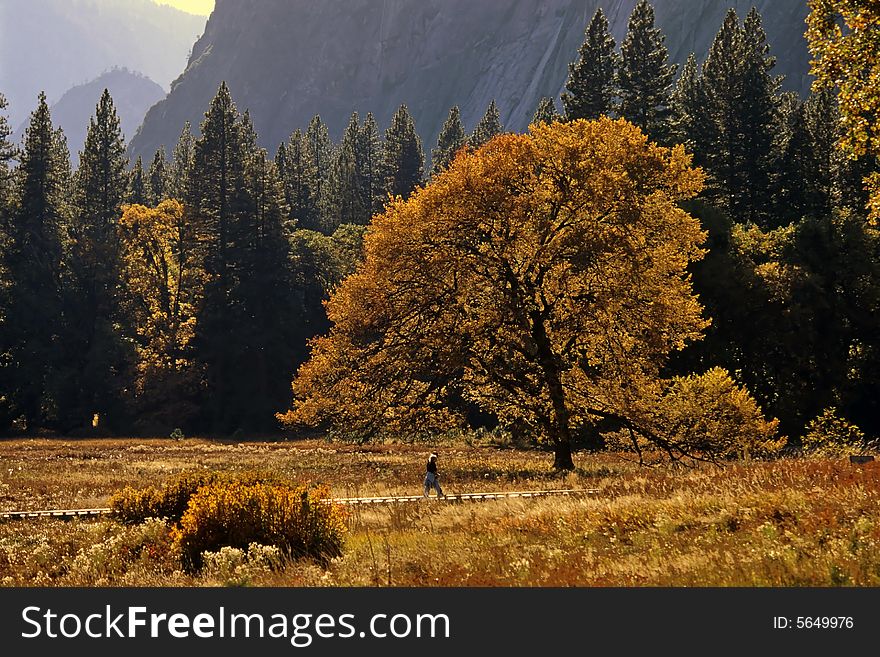 Oak Tree in Fall Color, back lighted, Yosemite National Park California