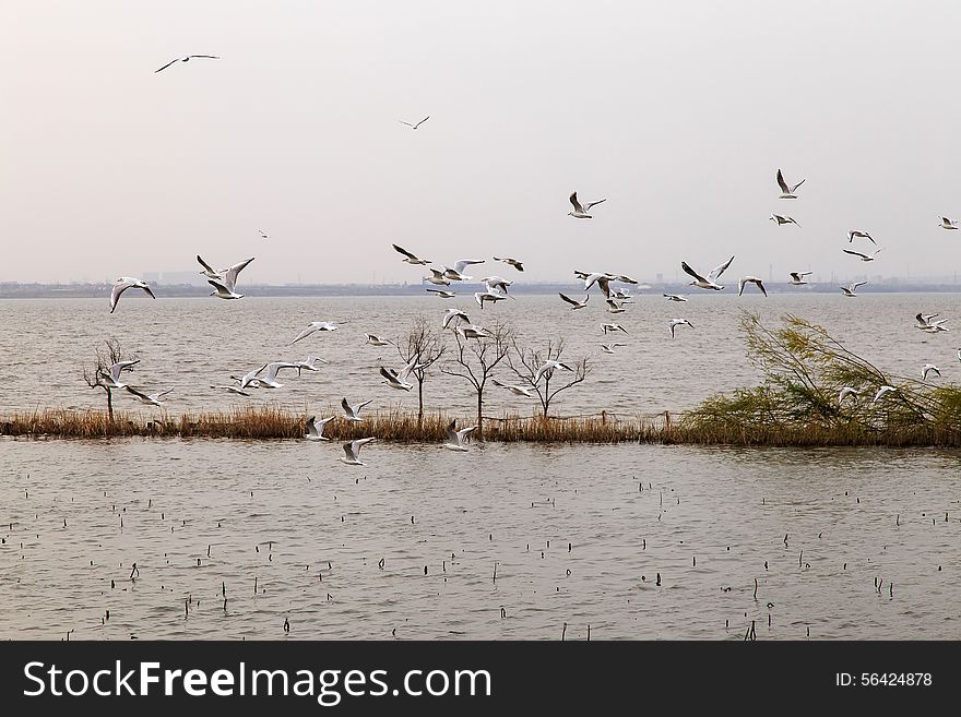 Fly on the surface of the lake water birds. Fly on the surface of the lake water birds