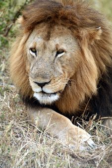 Lion Lazing The Grass Royalty Free Stock Photos