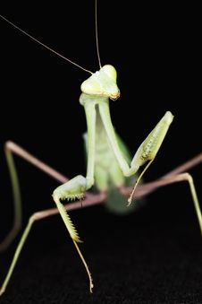 Mantis Royalty Free Stock Image Mantis Royalty Free Stock Image