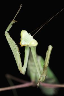 Mantis Stock Image Mantis Stock Image