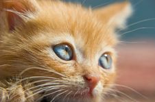 Red Kitten Stock Image Red Kitten Stock Image